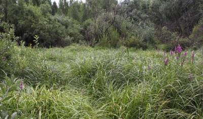 Тюменец на спор убил прохожего и утопил тело в болоте