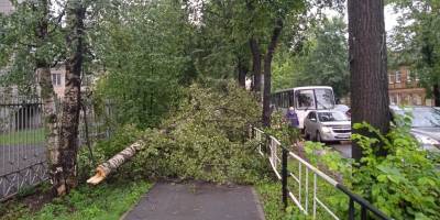 В Вологде после ливня с ураганом упали 24 дерева