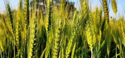 Минсельхоз сохраняет прогноз сбора зерна в РФ в 2021 г в 127,4 млн тонн, пшеницы - 81 млн