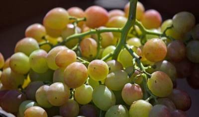 Виноград в магазинах резко подорожал на фоне запрета импорта