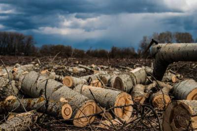 В Ивановской области черные лесорубы нанесли ущерб экологии почти на миллион рублей