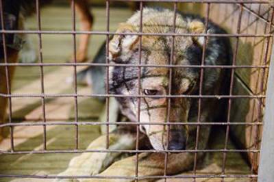 Пермский приют не смог оспорить штраф за гибель 133 собак
