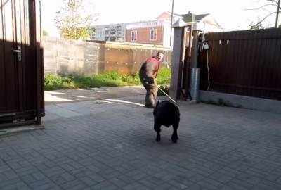В Харькове неадекват расправился с псом на глазах у школьников, детали: светит 8 лет