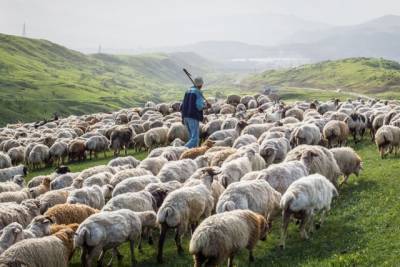 Из-за удара молнии в Грузии погибли сотни овец (ВИДЕО)