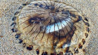 Фото дня: Рыба застряла внутри полупрозрачной медузы