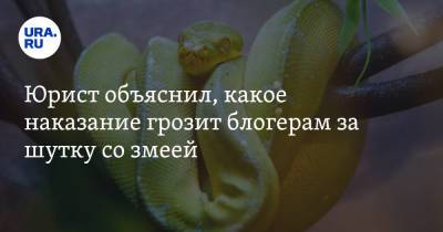 Павел Бабиков - Юрист объяснил, какое наказание грозит блогерам за шутку со змеей - ura.news