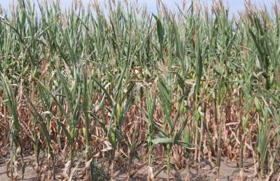 На Сумщине ожидают значительного недобора урожая кукурузы