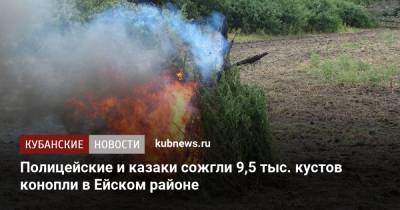 Полицейские и казаки сожгли 9,5 тыс. кустов конопли в Ейском районе