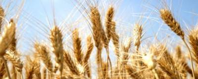Донские хлеборобы собрали рекордный для региона урожай ранних зерновых