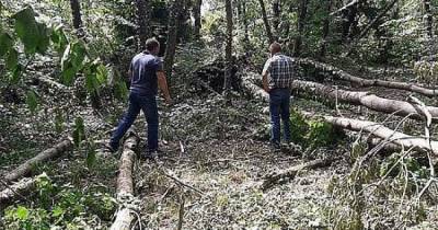 В Хмельницкой области ураган поломал деревья на 100 гектарах леса (ФОТО)