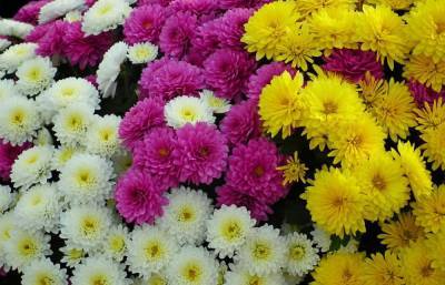 Цены на «школьные» сорта цветов предлагают заморозить перед 1 сентября