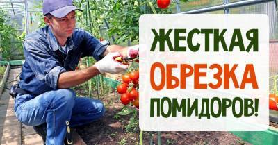 Как провести жесткую обрезку помидоров в августе, чтобы не потерять урожай - skuke.net