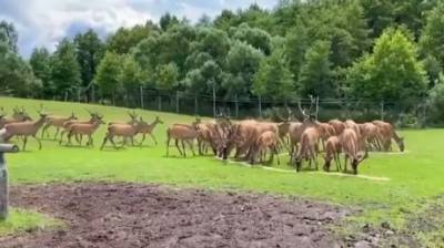 В Сеть выложили видео кормления оленей в Никольском лесхозе