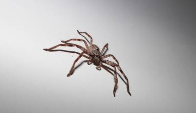 Интересный факт дня: Самый большой паук живет в Австралии