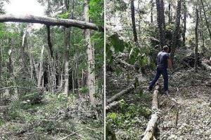 Ураган повредил лесонасаждения на сотне гектаров в Хмельницкой области