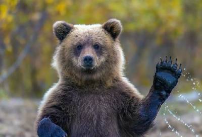 В смоленском райцентре медведь повадился разорять ульи на пасеках