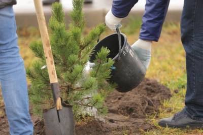 Более 24 тысяч деревьев и кустарников высадят в Дзержинске