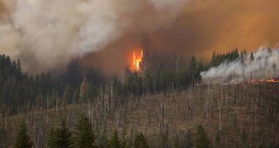 Будьте осторожны: жителей Грузии предупредили о риске лесных пожаров
