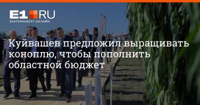 Куйвашев предложил выращивать коноплю, чтобы пополнить областной бюджет
