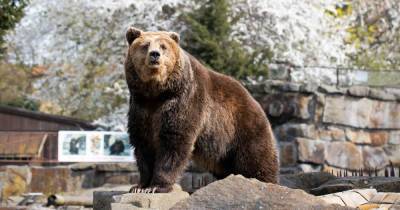 В калининградском зоопарке переселили бурых медведей