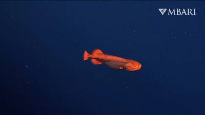 Видео дня: У побережья Калифорнии обнаружили рыбу-оборотня