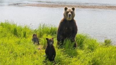 Лавров заявил, что в России даже медведи живут лучше, чем индейцы в США