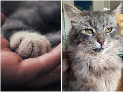 Хозяева нашли кота, который пропал 13 лет назад