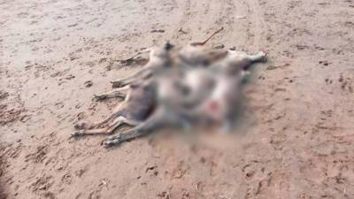 Более тысячи мертвых оленей нашли на берегу реки на Таймыре