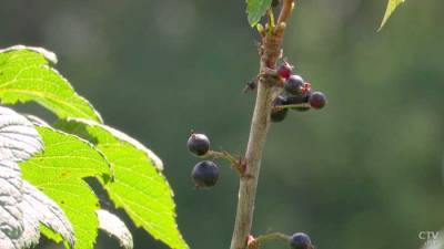 Фруктовые деревья раньше выращивали только помещики. Когда в Беларуси появились первые урожаи винограда?