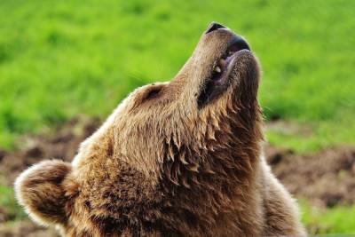 Медведь стал наведываться в населенные пункты Гагаринского района