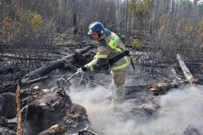 Площадь пожара в Мордовском заповеднике выросла до 90 га