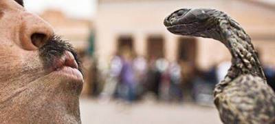 Пьяный мужчина загрыз ядовитую змею и умер - stolicaonego.ru - India - штат Бихар
