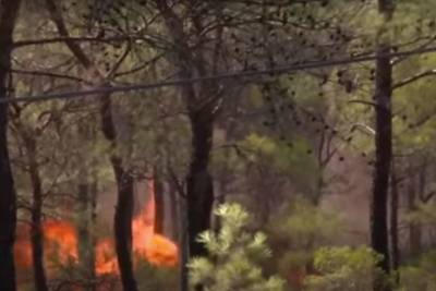 В Турции заявили о ликвидации всех лесных пожаров