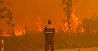 WWF России начал экстренный сбор средств на тушение пожаров в Якутии