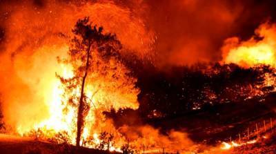 Бекир Пакдемирли - В Турции взяли под контроль все лесные пожары - ru.slovoidilo.ua - Украина - Турция