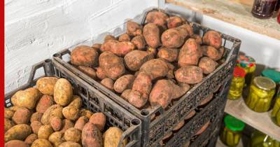 Без потерь: как сохранить картофель на зиму