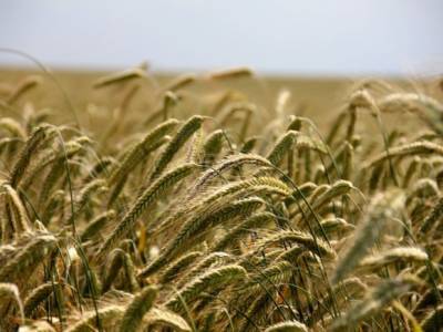 Минсельхоз США спрогнозировал резкое снижение сбора пшеницы в России
