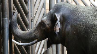 В Намибии продали на аукционе почти 60 слонов