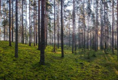Ленобласть вошла в топ-пять регионов по заработку от использования леса