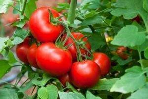 Ученые: помидоры способны кричать и защищаться