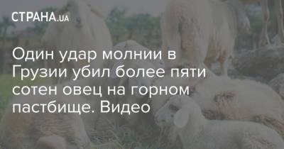 Один удар молнии в Грузии убил более пяти сотен овец на горном пастбище. Видео