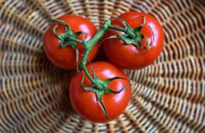 Уход за помидорами в теплице в августе: что нужно сделать для богатого урожая