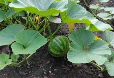 В Новосибирской исправительной колонии выращивают овощи