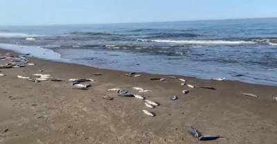 "Рыбу жалко": Сахалинский берег засыпало горбушей