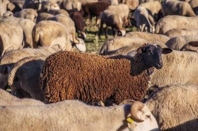 В Грузии удар молнии убил 530 овец
