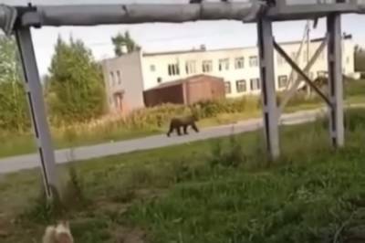 В Хабаровском крае застрелили бурого медведя