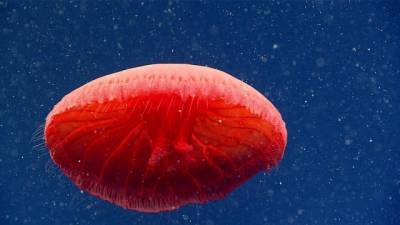 В Атлантическом океане ученые нашли новый вид медуз