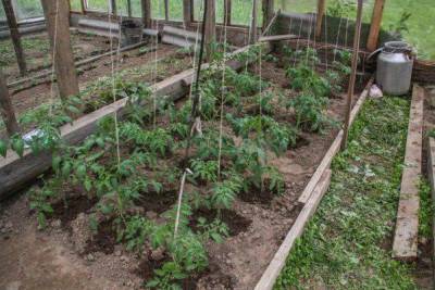 Что можно сажать рядом с помидорами в теплице и огороде