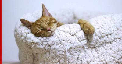 Что чувствует кошка: позы для сна могут рассказать об эмоциональном состоянии питомца
