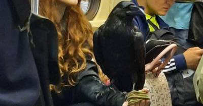Девушка с вороном в метро возмутила москвичей